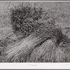 Wheat in the shock. Garfield County, Washington. It is unusual to see wheat in shock anymore since the combines are most generally used. This particular wheat was to be used for cattle feed