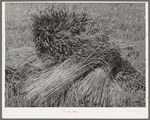 Wheat in the shock. Garfield County, Washington. It is unusual to see wheat in shock anymore since the combines are most generally used. This particular wheat was to be used for cattle feed