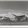 Tent home at the FSA (Farm Security Administration) migratory farm labor camp mobile unit. Athena, Oregon