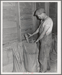 Elevator attendant putting sample of wheat into sacks. Elevator at Eureka, Walla Walla County, Washington