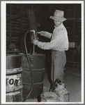 Getting gasoline from barrel at farm to take out to combine in the wheat field. Walla Walla County, Washington