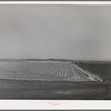 Wheat field after the combine has been through. Eureka Flats, Walla Walla County, Washington. Average yield on this land this year thirty-three bushels per acre