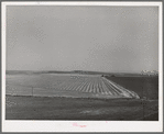 Wheat field after the combine has been through. Eureka Flats, Walla Walla County, Washington. Average yield on this land this year thirty-three bushels per acre