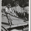 Pouring wheat into hole of barge at Port Kelly. Walla Walla County, Washington. Barge goes down Columbia River to Portland