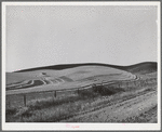 Wheat fields, combine working. Walla Walla County, Washington