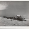 Making a turn with mules-drawn combine in wheat fields in Walla Walla County, Washington