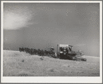 Making a turn with mules-drawn combine in wheat fields in Walla Walla County, Washington