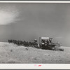 Making a turn with mules-drawn combine in wheat fields in Walla Walla County, Washington
