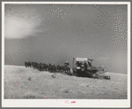 Making a turn with mules-drawn combine in wheat fields in Walla Walla County, Washington