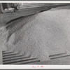 Wheat storage bin, whose opening is covered with slate, is full and wheat stands above it. Walla Walla County, Washington