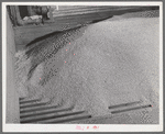 Wheat storage bin, whose opening is covered with slate, is full and wheat stands above it. Walla Walla County, Washington