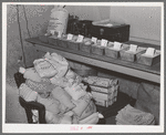Samples of wheat to be tested. State inspector's office. Walla Walla, Washington