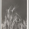 Ripe wheat in the field. Eureka Flats, Walla Walla, Washington