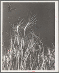 Ripe wheat in the field. Eureka Flats, Walla Walla, Washington