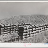 Sacked wheat in the field. Walla Walla County, Washington