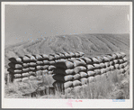 Sacked wheat in the field. Walla Walla County, Washington