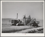 Bulk wheat is only delivered from combine to truck in field. Combine and tractor didn't stop and the truck drove along by the side. Some wheat is sacked on the combine. Walla Walla County, Washington