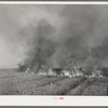 Wheat stubble burning. Because of above-normal rainfall this season, the wheat developed more straw, and the fire hazard both before harvest and in the stubble was great. Walla Walla, Washington