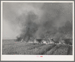 Wheat stubble burning. Because of above-normal rainfall this season, the wheat developed more straw, and the fire hazard both before harvest and in the stubble was great. Walla Walla, Washington