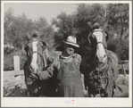Farmer with his horses, Whitman County, Washington.  Few farmers in this wheat section work horses