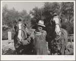 Farmer with his horses, Whitman County, Washington.  Few farmers in this wheat section work horses