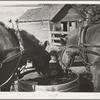 Horses at the watering trough. Wheat farm in Whitman County, Washington