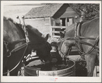 Horses at the watering trough. Wheat farm in Whitman County, Washington