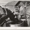 Horses at the watering trough. Wheat farm in Whitman County, Washington