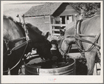 Horses at the watering trough. Wheat farm in Whitman County, Washington