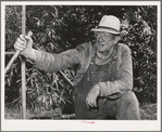 Wheat farmer. Whitman County, Washington