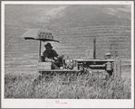Caterpillar tractor in the wheat. Whitman County, Washington