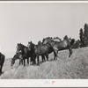 Farm horses, Whitman County, Washington.  Not many horses are used for farm work in this section