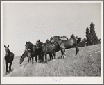 Farm horses, Whitman County, Washington.  Not many horses are used for farm work in this section