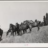 Farm horses, Whitman County, Washington.  Not many horses are used for farm work in this section