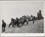 Farm horses, Whitman County, Washington.  Not many horses are used for farm work in this section