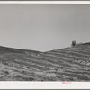 Tractor-drawn combine in wheat. Whitman County, Washington. In most wheat growing sections of the world it is necessary for the grain to be shocked for curing before threshing, but because of the long, dry summers in this section, it is possible to thresh