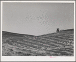 Tractor-drawn combine in wheat. Whitman County, Washington. In most wheat growing sections of the world it is necessary for the grain to be shocked for curing before threshing, but because of the long, dry summers in this section, it is possible to thresh