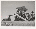 Tractor-drawn combine. Whitman County, Washington. Notice that wheat is sacked on combine