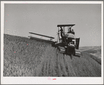 Tractor-drawn combine. Wheat fields, Whitman County, Washington