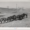 Workhorses, wheat farm in Whitman County, Washington