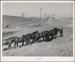Workhorses, wheat farm in Whitman County, Washington