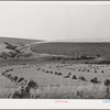 Barley in the shock.Whitman County, Washington