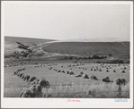Barley in the shock.Whitman County, Washington