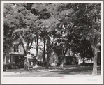 Shaded street. Waitsburg, Washington