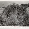 Barley in the shock. Whitman County, Washington