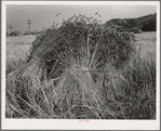Barley in the shock. Whitman County, Washington