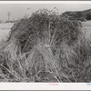 Barley in the shock. Whitman County, Washington
