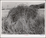 Barley in the shock. Whitman County, Washington