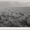 Lodged wheat, Walla Walla County, Washington. During a season of excessive moisture wheat is likely to develop more straw and lighter heads than normal; consequently when either high winds or hard rains come the tall straw bends or breaks. With modern