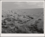 Lodged wheat, Walla Walla County, Washington. During a season of excessive moisture wheat is likely to develop more straw and lighter heads than normal; consequently when either high winds or hard rains come the tall straw bends or breaks. With modern